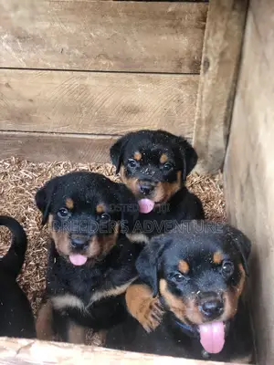 1-3 months Female Purebred Rottweiler