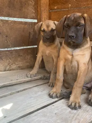 1-3 months Male Purebred Boerboel