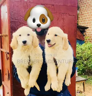 1-3 months Male Purebred Golden Retriever