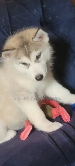 1-3 months Male Purebred Siberian Husky