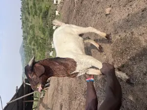 Boer and Savanna Goats