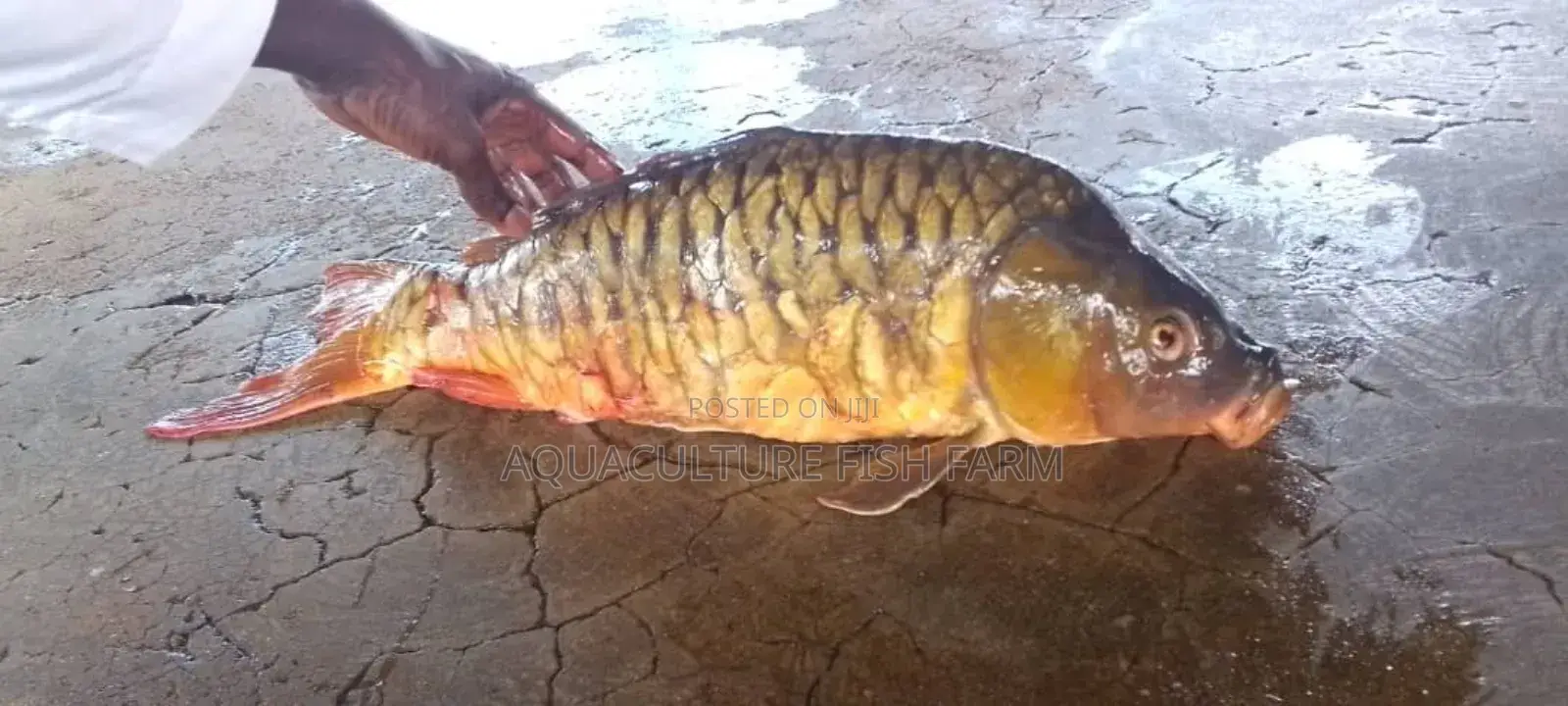 Mirror Carp Fingerlings