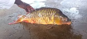 Mirror Carp Fingerlings