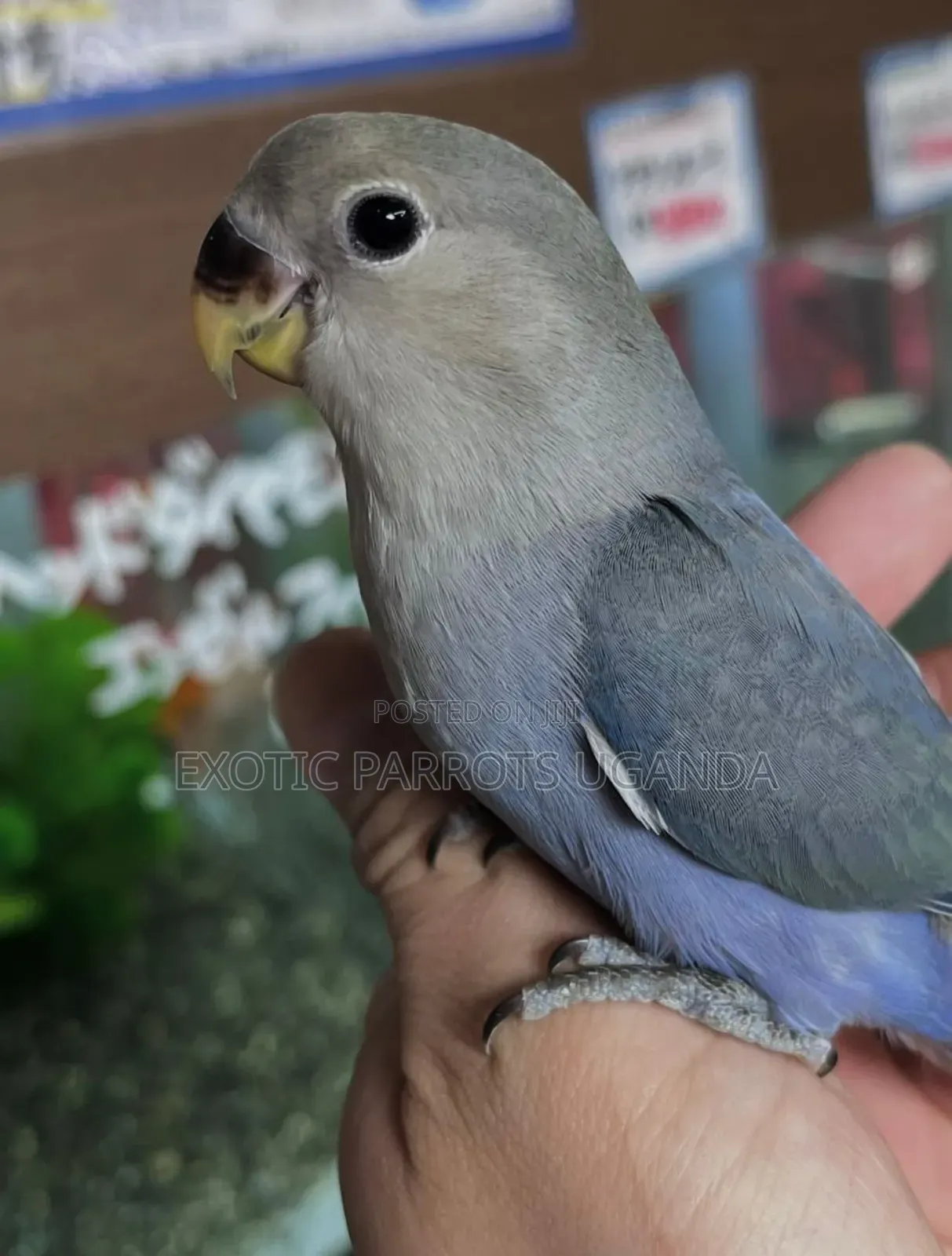 Imported Exotic Parrots