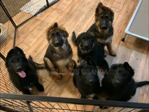 1-3 months Male Purebred German Shepherd