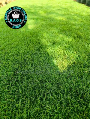 Natural Hybrid Soft Paspalum Grass