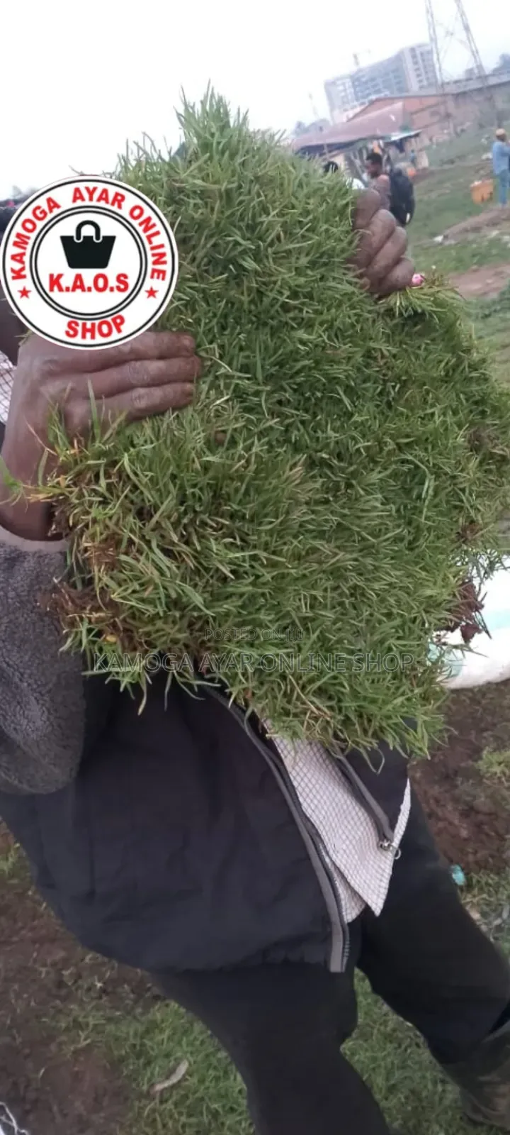Natural Hybrid Soft Paspalum Grass