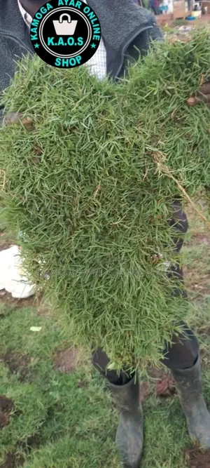 Natural Hybrid Soft Paspalum Grass