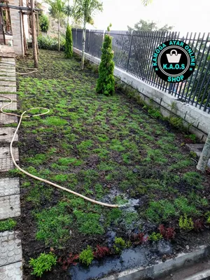 Soft Natural Compound Hybrid Paspalum Grass