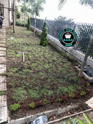 Soft Natural Compound Hybrid Paspalum Grass