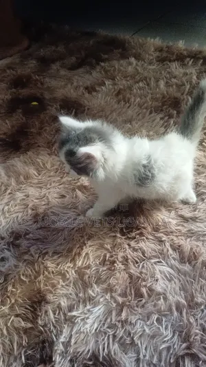 0-1 month Male Purebred American Wirehair