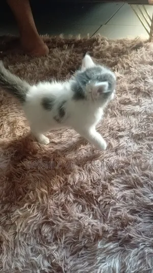 0-1 month Female Purebred Manx