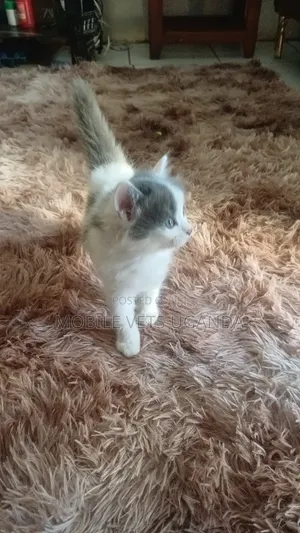 1-3 months Male Purebred Tabby