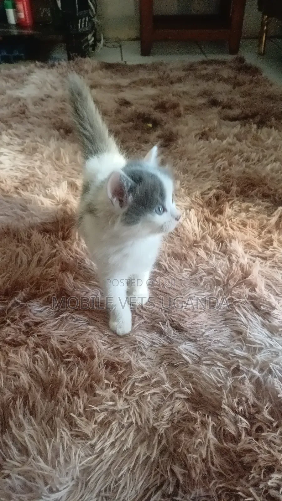 1-3 months Male Purebred Tabby