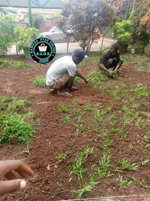 Natural Paspalum Grass (Ordinary Short)