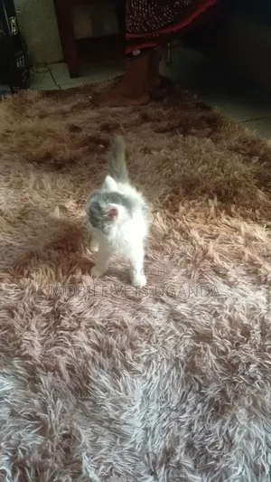 1-3 months Female Purebred Persian