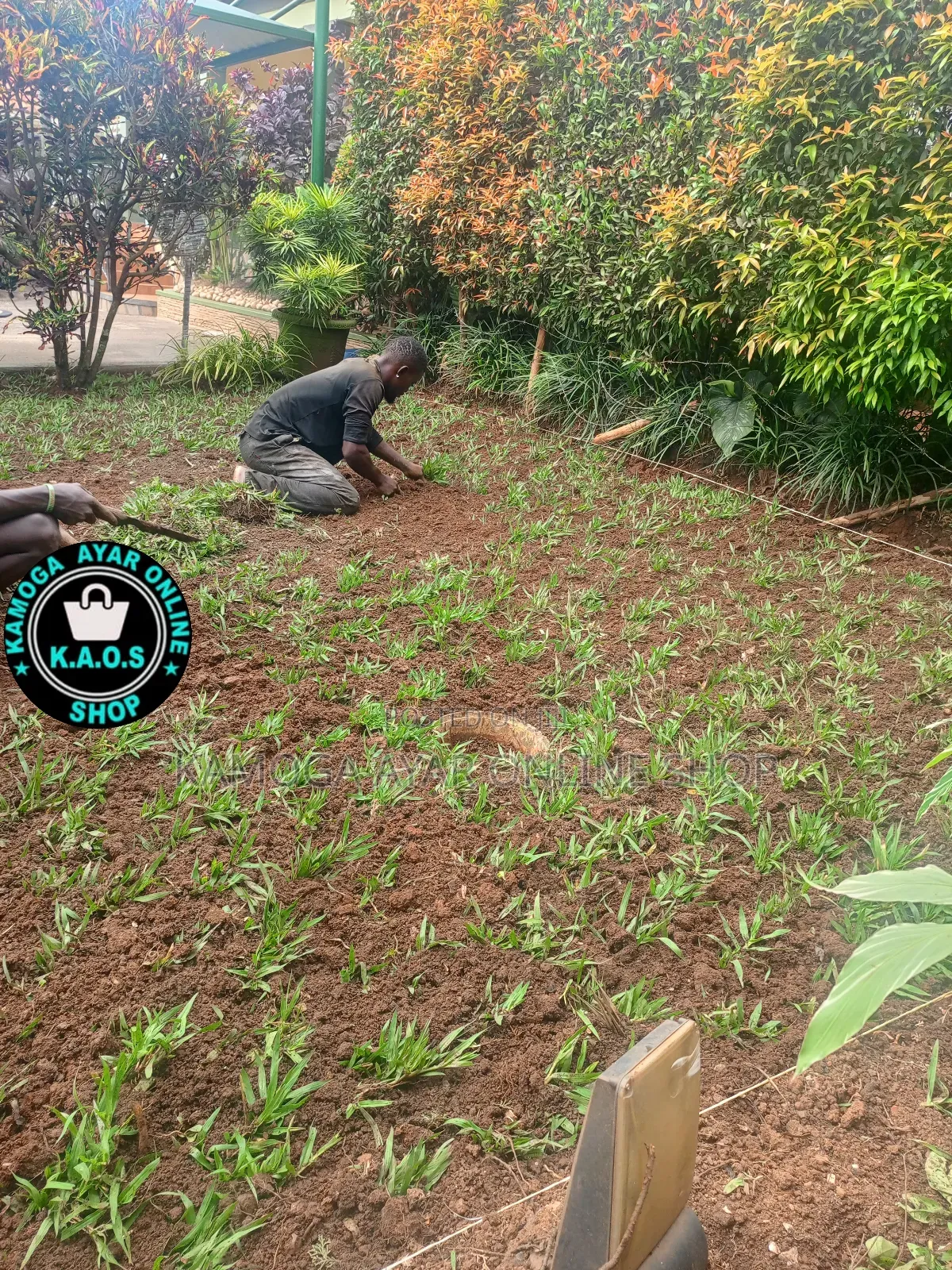 Natural Paspalum Grass (Ordinary)