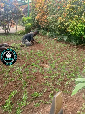 Natural Paspalum Grass (Ordinary)