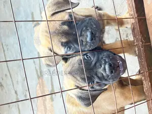 1-3 months Male Purebred Bullmastiff