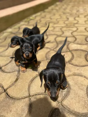1-3 months Male Purebred Dachshund