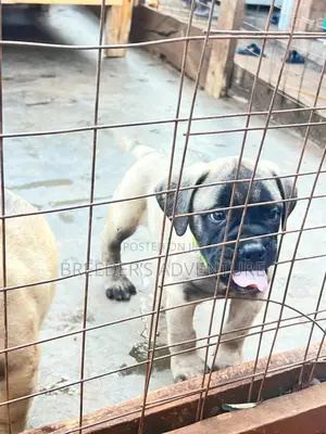 1-3 months Female Purebred Bullmastiff