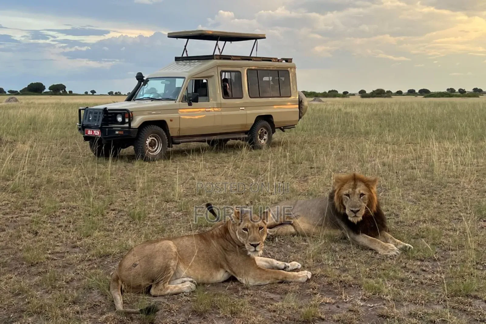 Game Drives