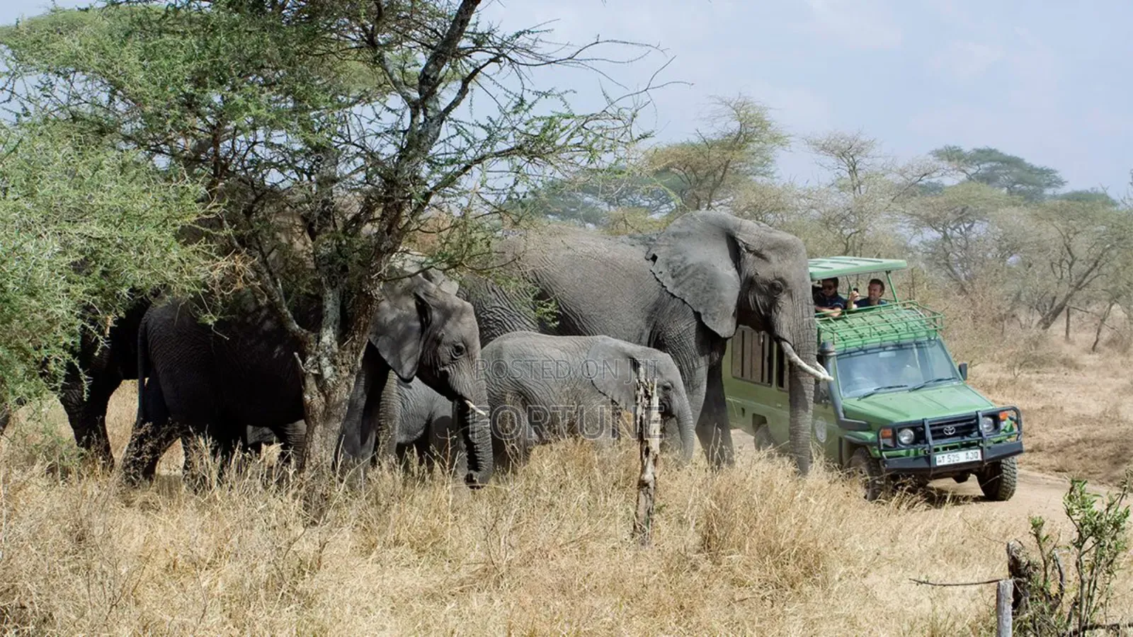 Wildlife Tours