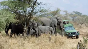 Wildlife Tours