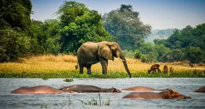 Nature Safaris