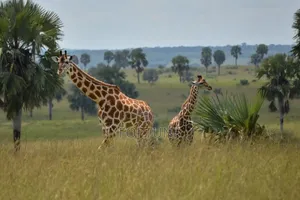Nature Experiences