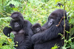 Chimpanzee and Gorilla Trek