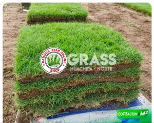 Natural Hybrid Soft Paspalum Grass Carpet