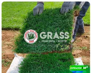 Natural Hybrid Soft Paspalum Carpet Grass (Zimbabwe Grass)