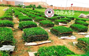 Natural Soft Paspalum Grass