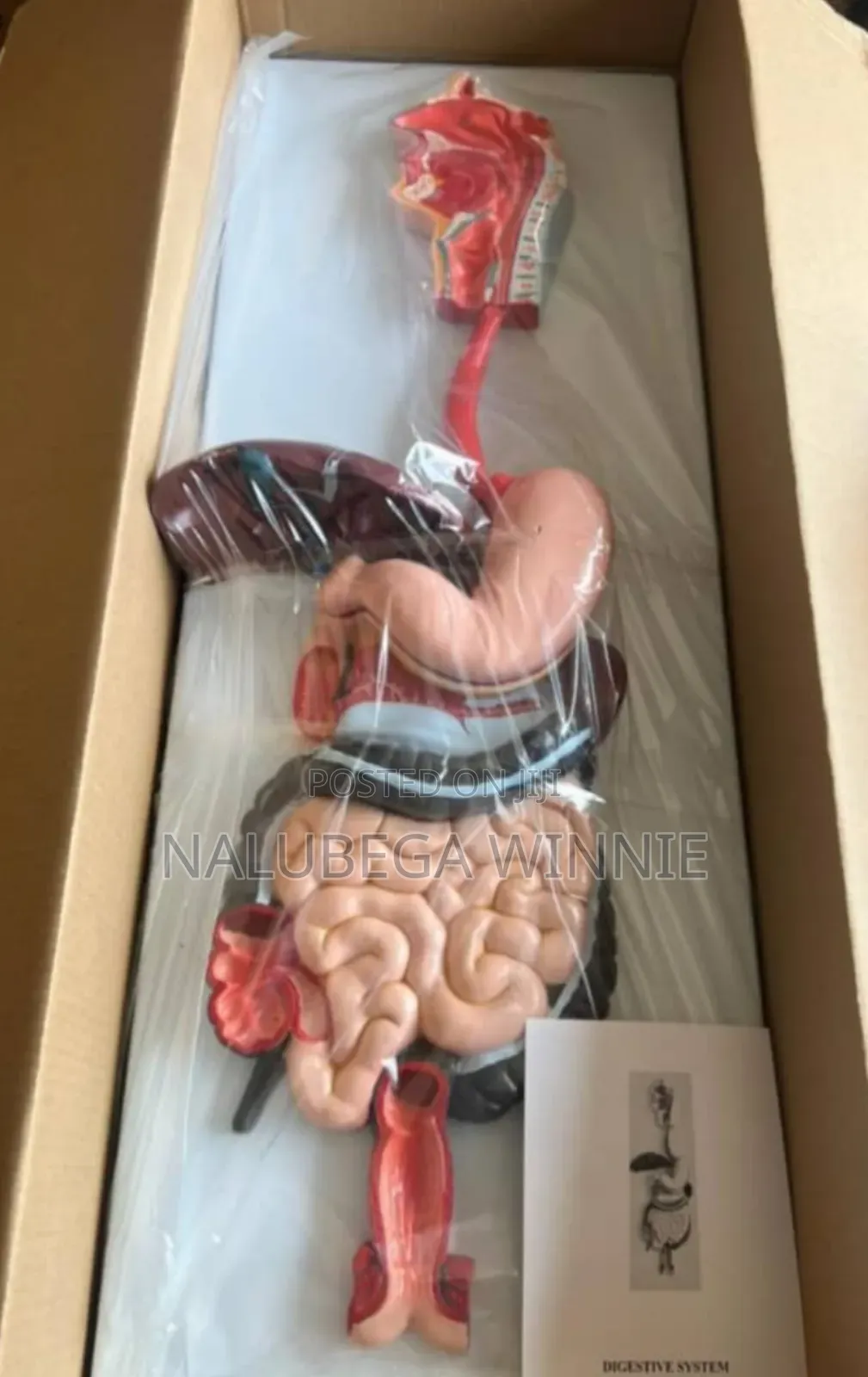 Gastrointestinal Teaching Model