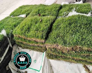 Hybrid Natural Paspalum Grass, Zimbabwe, Pemba, Ordinary