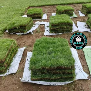 Natural Hybrid Soft Paspalum Carpet Lawn Grass