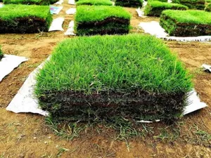 Natural Paspalum Grass Carpet/ Natural Omudo