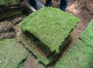 Compound/Garden Natural Paspalum Carpet Grass