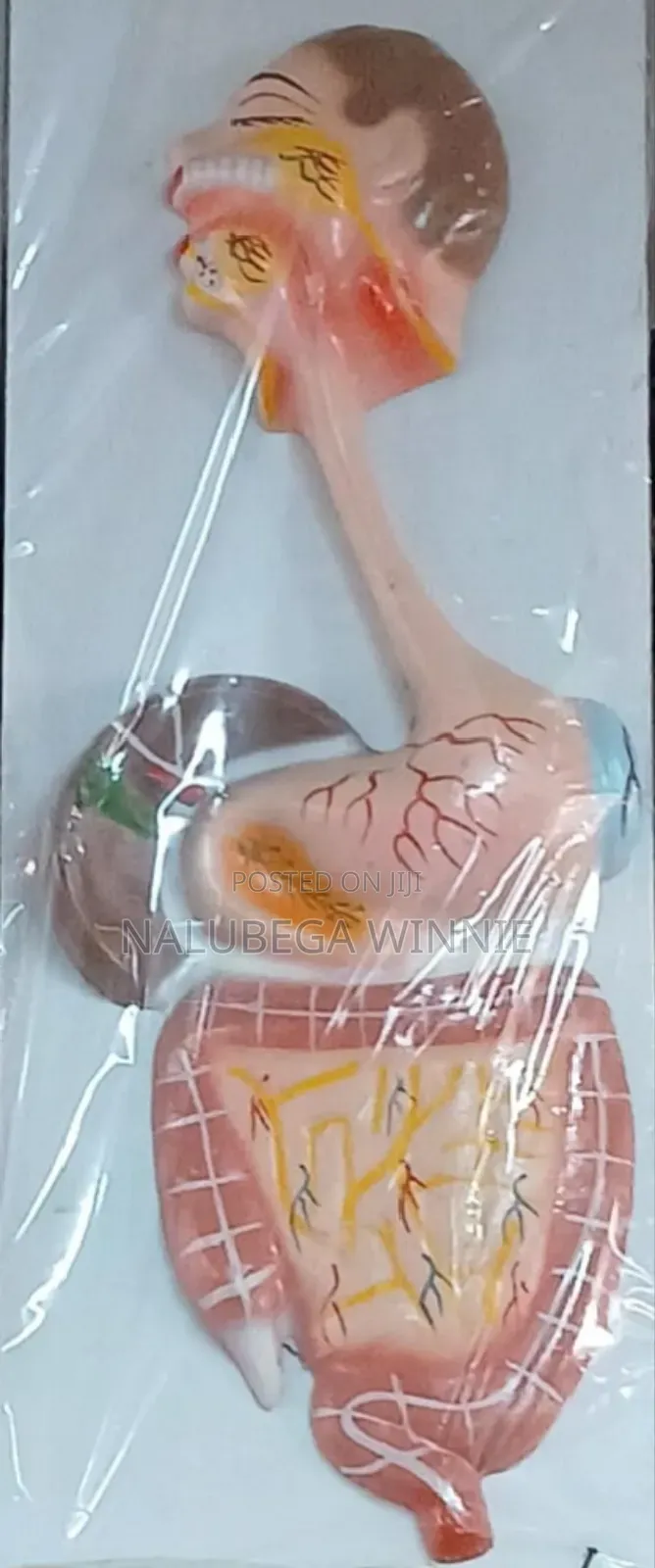 Plastic Digestive System