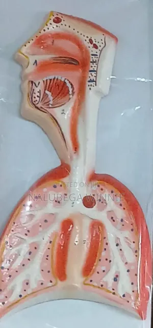 Plastic Respiratory System