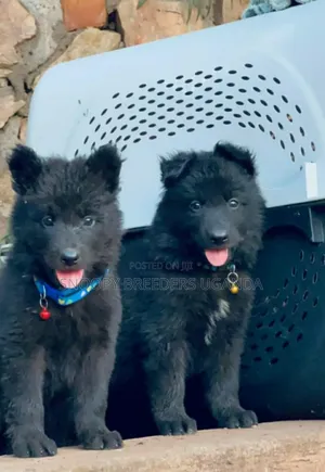 1-3 months Female Purebred German Shepherd