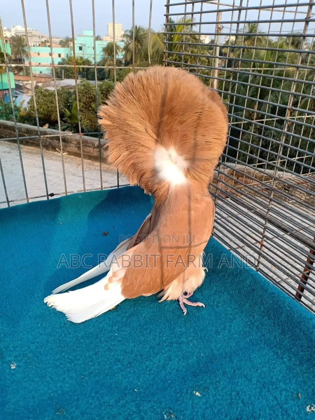 Jacobin Pigeon