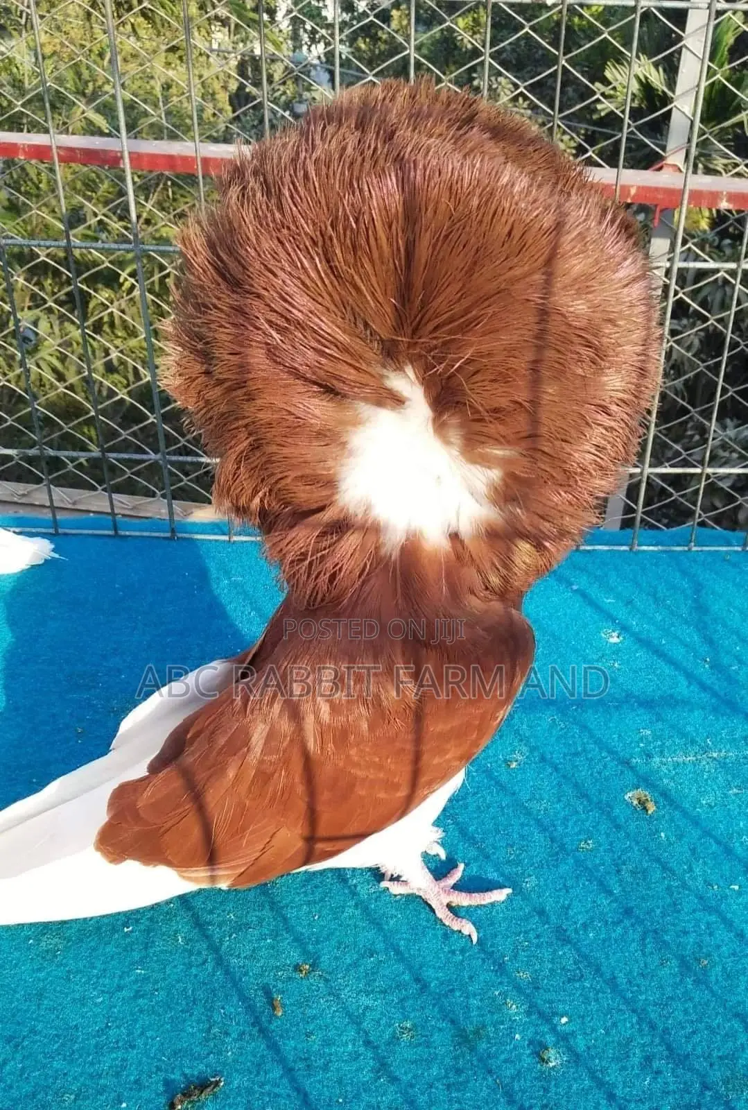 Jacobin Pigeon