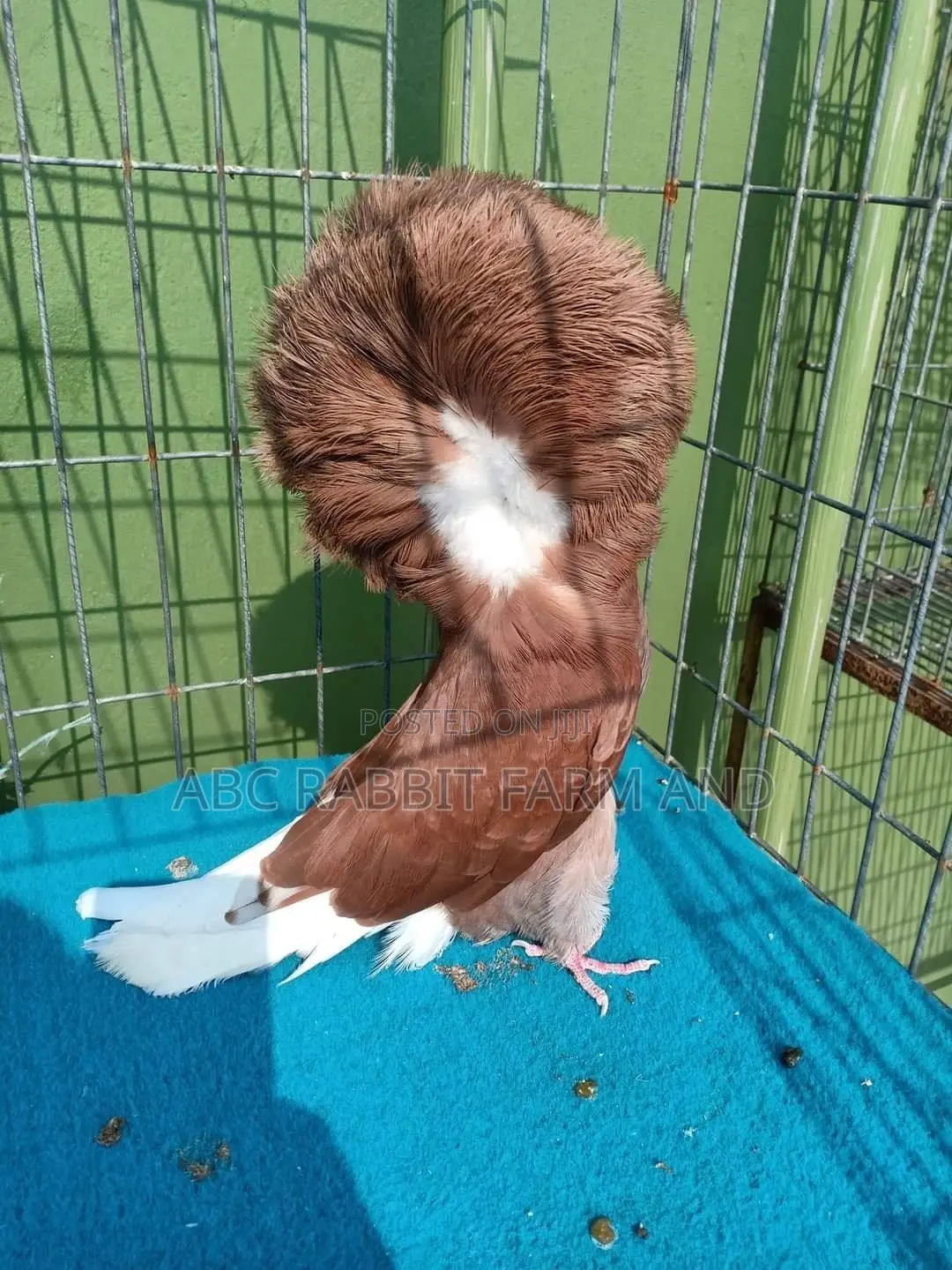 Jacobin Pigeon