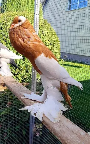 Reverse Wing Pouter Pigeon