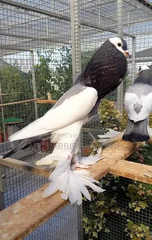 Reverse Wing Pouter Pigeon