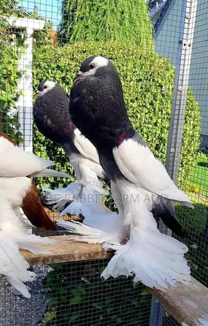 Reverse Wing Pouter Pigeon