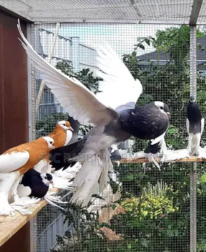 Reverse Wing Pouter Pigeon
