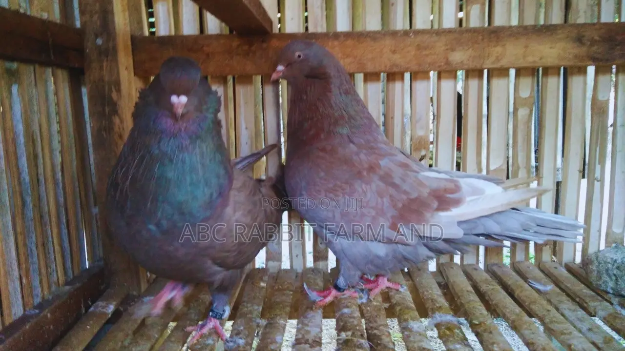 Giant Runt Pigeon